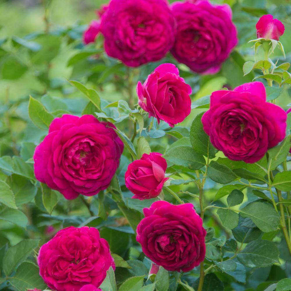 Celestial Night Purple Floribunda Rose Bush with Fragrant Blooms