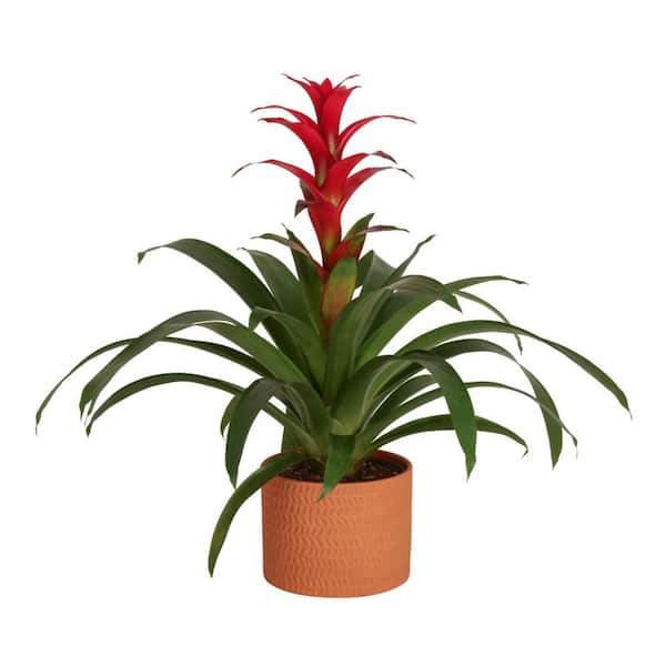 Grower's Choice Bromeliad Indoor Plant in 4 in. Home Sweet Home Ceramic Planter, Avg. Shipping Height 1-2 ft. Tall
