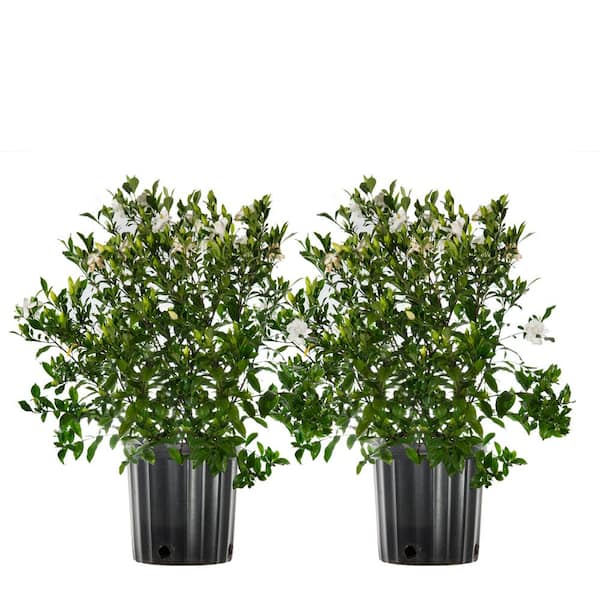 Unbranded 3 Gal. Flowering Fragrant August Beauty Gardenia Shrub (2-Pack)