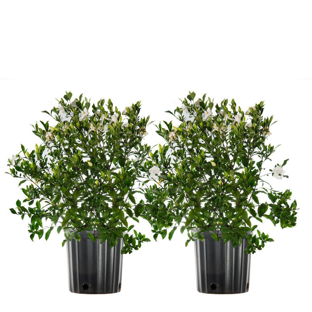 3 Gal. Flowering Fragrant August Beauty Gardenia Shrub (2-Pack)