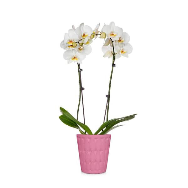 Unbranded Holiday 5 in. Orchid in Ceramic Pot