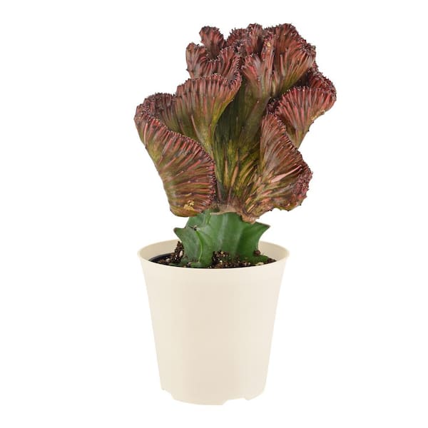 Arcadia Garden Products 4 in. Red Marmaid Tail Coral Cactus Live Indoor Plant in Beige Plastic Pot Cover