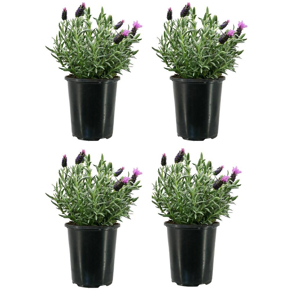 1.0 Qt. Perennial Lavender Stoechas Spanish Purple (4-Pack)
