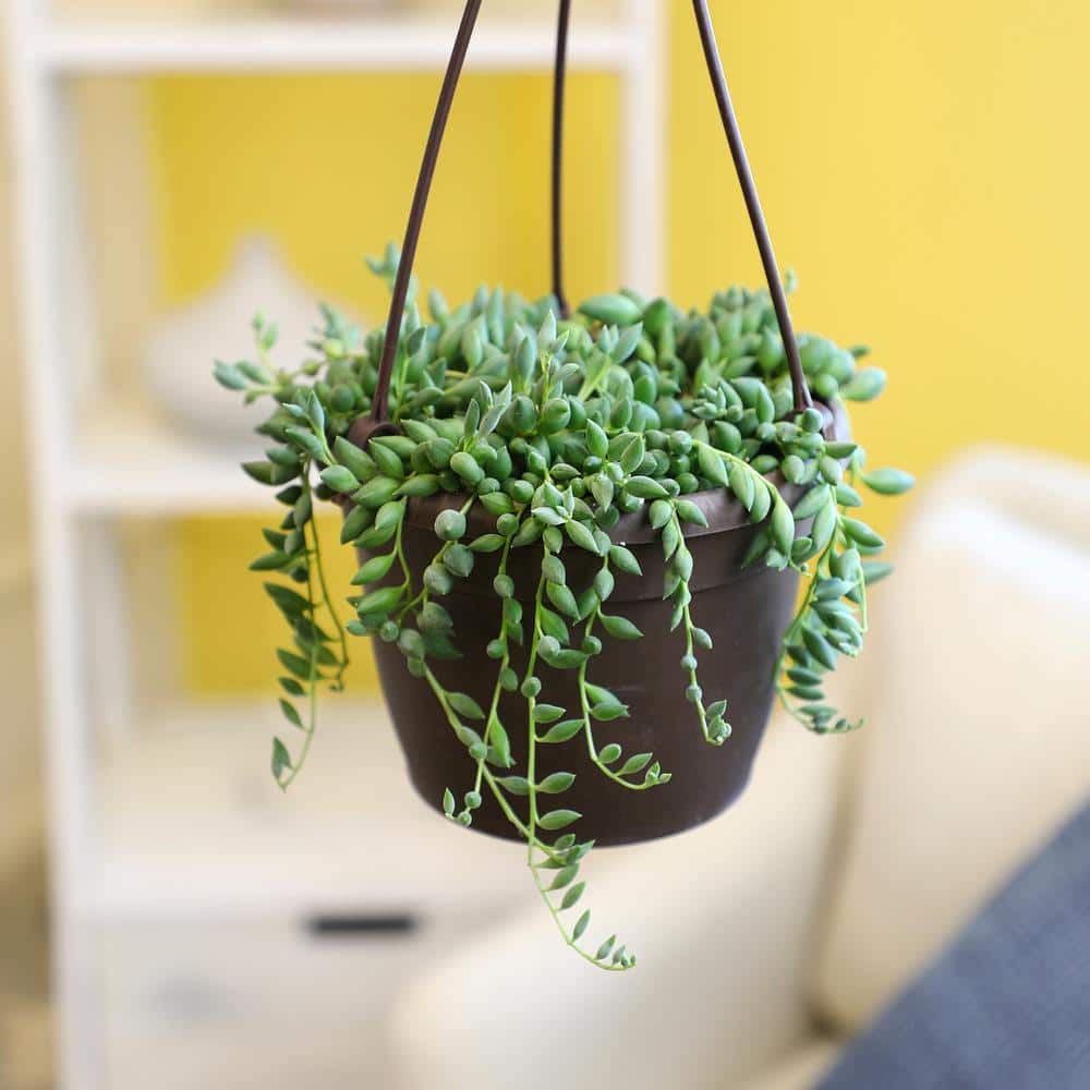 Senecio Radicans String of Pearls in Brown Plastic Hanging Planter