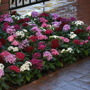 4 in. Star Bright Mix Pink-Red-Lavender Pentas Plant (4-Piece)