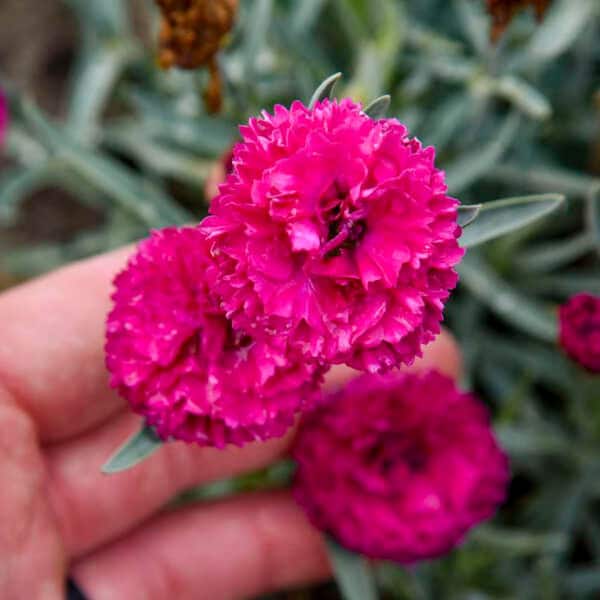 Proven Winners 0.65 Gal. Fruit Punch 'Funky Fuchsia' Pinks