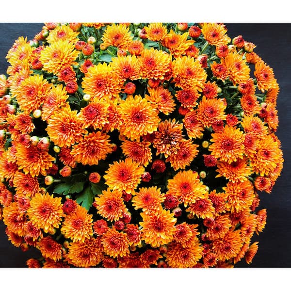 3 qt. Chrysanthemum (Mum) Annual Fall Outdoor Live Plant with Orange Flowers in 8 in. Grower Pot (2-Pack)