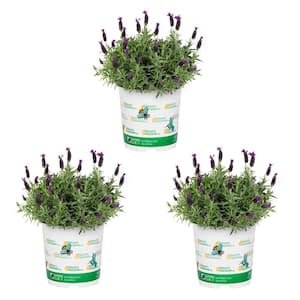 2.5 Qt. Nature's Nutrients Lavender Primavera Perennial Plant (3-Pack)