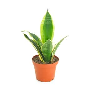 Shop Succulents Sansevieria Laurentii Snake Plant, Easy Care Tropical ...