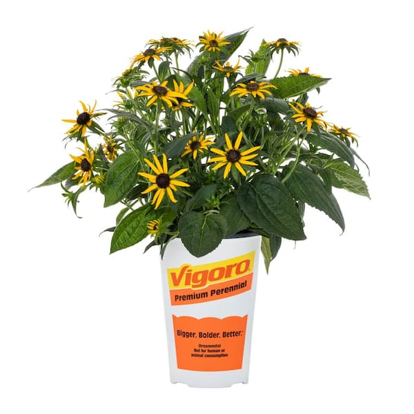 2.5-qt. Vigoro Yellow Little Goldstar Black Eyed Susan Perennial Plant
