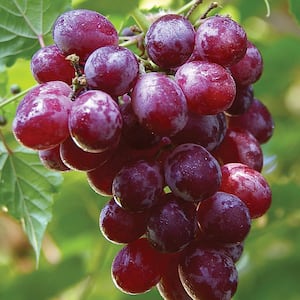 Grapes Catawba Plant
