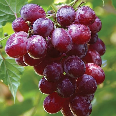 grape catawba grapes zyverden kenya supplier homeshoppingnetwork i03 hsncdn consumers koan poama  