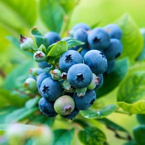 Ka-Bluey Blueberry (Vaccinium), Live Bareroot Fruiting Plant (1-Pack)