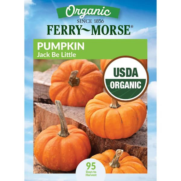 Ferry-Morse Organic Pumpkin Jack Be Little Fruit Seeds