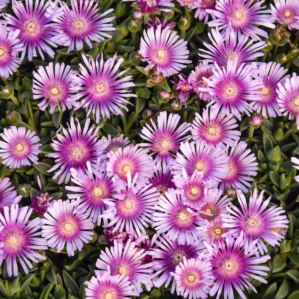 Proven Winners 0.65 Gal. Kaleidoscope Pink Radiance Hardy Ice Plant (Delosperma Hybrid) Live Perennial Plant with Pink Flowers