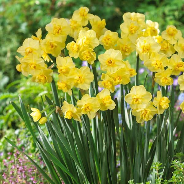 Bloomsz Daffodil Yellow Cheerfulness Flower Bulb (8-Pack)