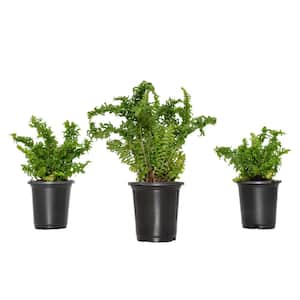 4 in. Crinkle Fern House Plant in Grower Container - (3-Piece)