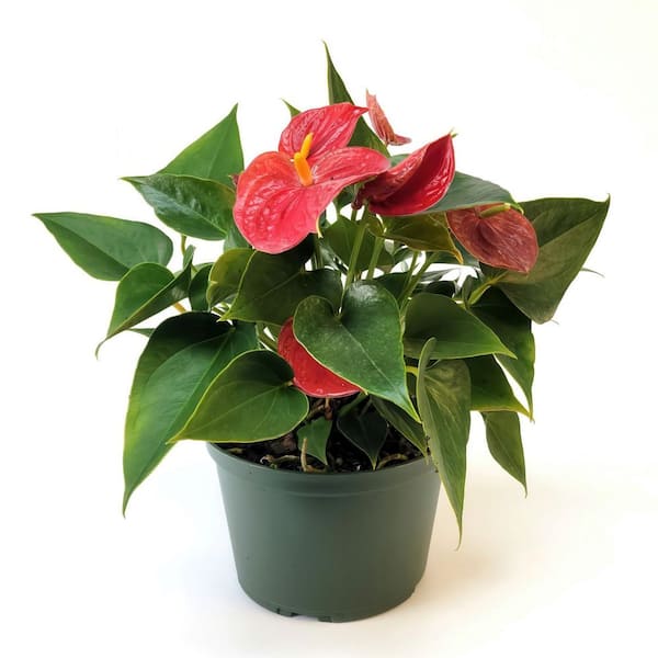 6 in. Anthurium Success Red Plant in Grower Container