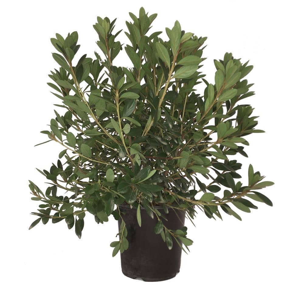 Azalea Karen Plant