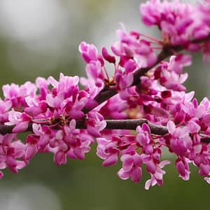 1 Gal. Eastern Redbud Tree with Pink Blossoms