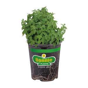 19 oz. Catnip Herb Plant
