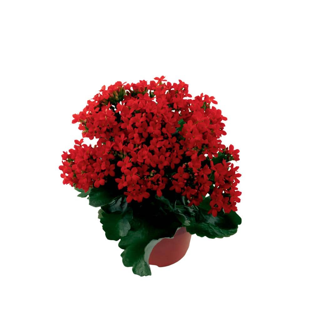 Costa Farms 1 Qt Red Kalanchoe Flowers In Grower Pot 4 Pack 4kalanred4pk The Home Depot