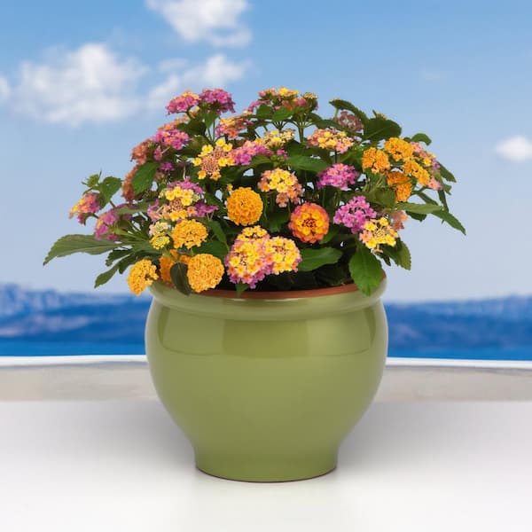 national PLANT NETWORK 4 in. Lantana 3-N-1 Lucky Charm Annual