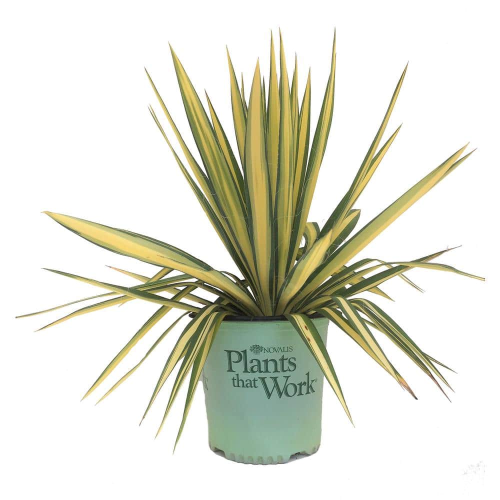 plants that work yucca filamentosa color guard 20560 - the home depot