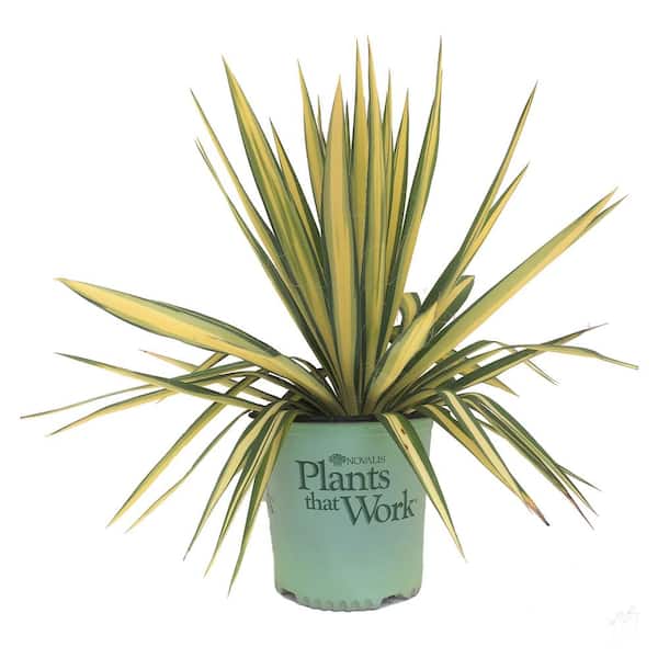 Plants That Work Yucca filamentosa Color Guard
