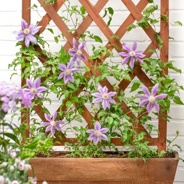 colorful planting pots Viva Square Self-Watering Rolling Planter, 17.5