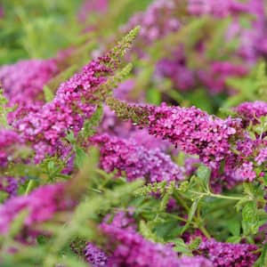 1 Gal. Lo and Behold 'Ruby Chip' Butterfly Bush (Buddleia) Live Shrub, Red Flowers