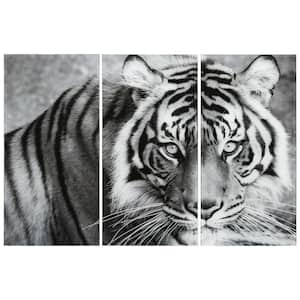 Tiger ABC Frameless Free Floating Tempered Glass Panel Graphic Wall Art Set of 3, each 72" x 36"