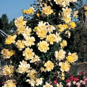 Golden Showers Climbing Rose, Dormant Bare Root Plant with Yellow Color Flowers (1-Pack)