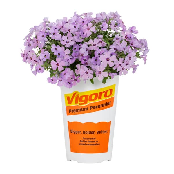 2 QT Phlox Woodland Phlox 'Woodlander Pink' Pink Perennial Plant