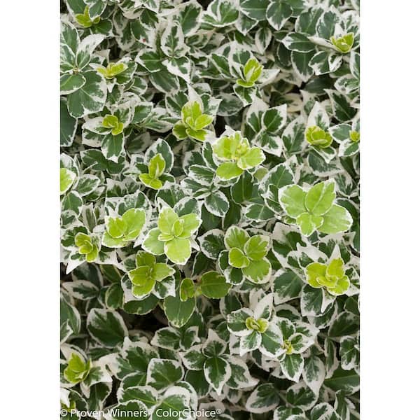 PROVEN WINNERS 4.5 in. qt. White Album Wintercreeper (Euonymus) Live Shrub, Green and White Foliage