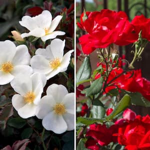 Bareroot Red and White Double Knock Out Rose Bush Duo with Red and White Flowers (2-Pack)