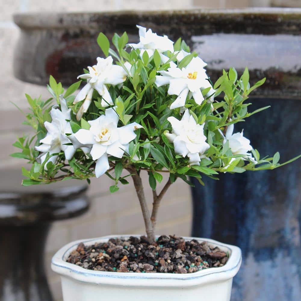 Gardenia Bonsai Tree in Decorative Green Container