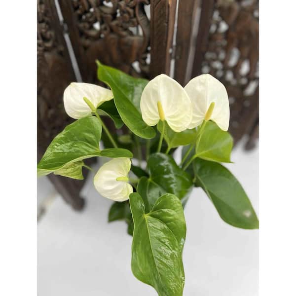5 in. Anthurium Assorted Plant