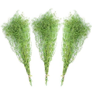 23 in. Green Dried Natural Baby's Breath Spring (3-Pack)