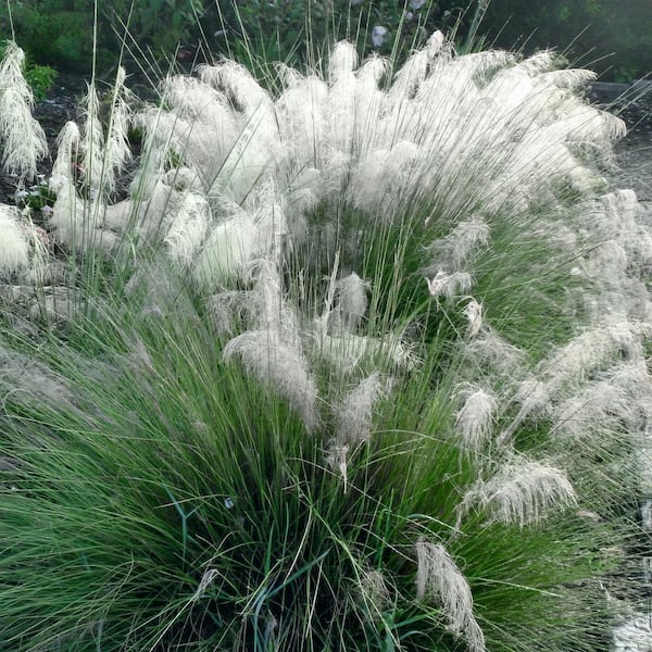 national PLANT NETWORK 4 in. White Muhly Grass with White Blooms(3-Piece)