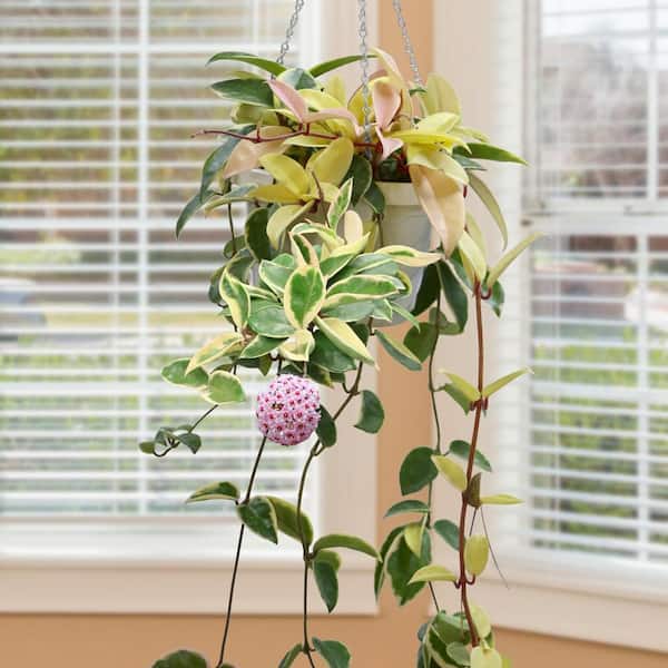 national PLANT NETWORK 5.5 in. Hoya Carnosa Krimson Queen Plant in Grower Container (1-Piece)