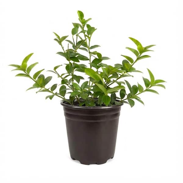1 Gal. Persian Lime (Bearss Lime) Live Tropical Tree with White Flower to Green Seedless Fruit (1-Pack)
