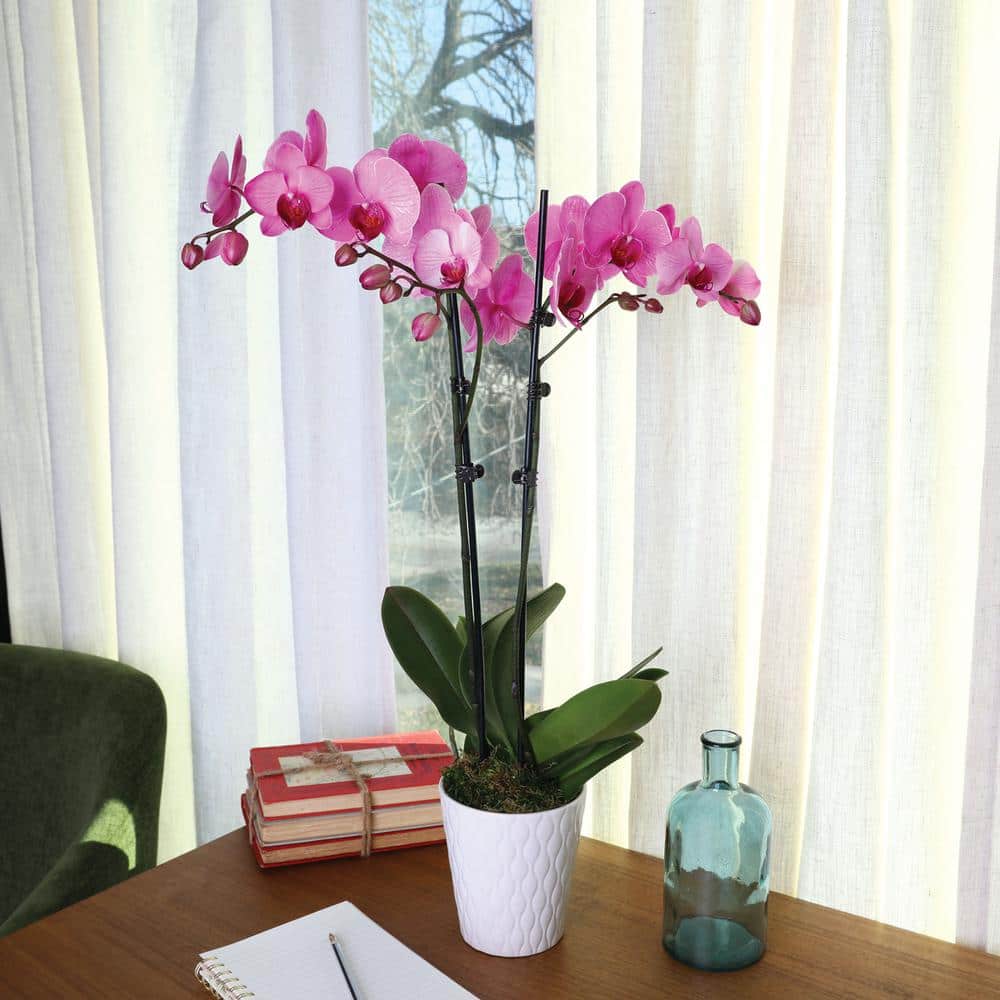 Watercolor Pink Orchid in White Ceramic Pot, 16-30 Inches