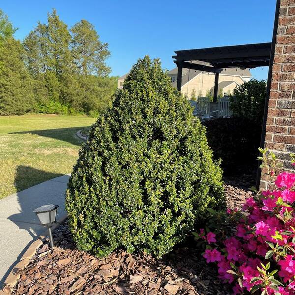FLOWERWOOD 2.5 Qt. Sky Pencil Japanese Holly(Ilex), Live