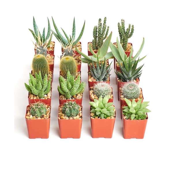Home Botanicals Hardy Cacti and Succulent Plants (20-Pack)