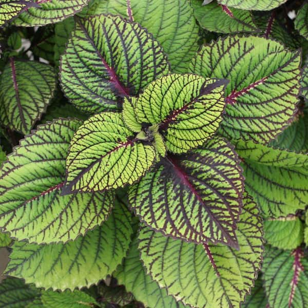 PROVEN WINNERS Fishnet Stockings Coleus (Solenostemon) Live Plant, Green and Burgundy Variegated Foliage, 4.25 in. Grande