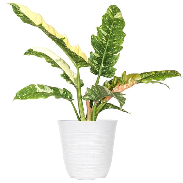 United Nursery Live Ring of Fire Philodendron Exotic Variegated Houseplant in 6 in. White Decor Pot