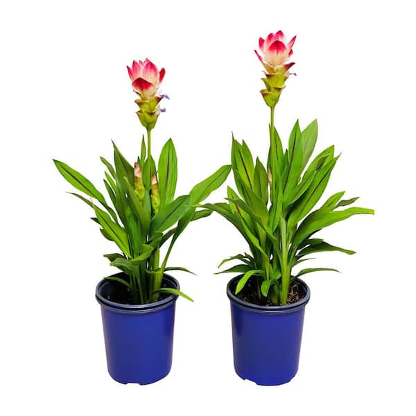 FLOWERWOOD 2.5 qt. 6.5 in. x 6.5 in. Black Plastic Nursery Pots (25-Pack)  PP-25Q-001-025 - The Home Depot