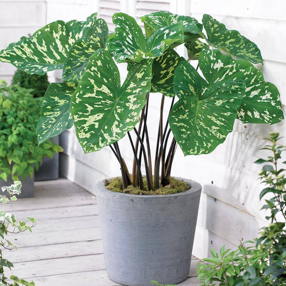 Elephant Ears Hilo Beauty- Bulb (1-Set) price history on PriceWatchPro