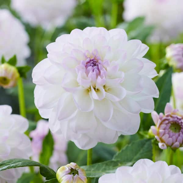 Garden State Bulb #1, Eveline Dahlia Flower Bulbs Bare Roots (Bag of 8)